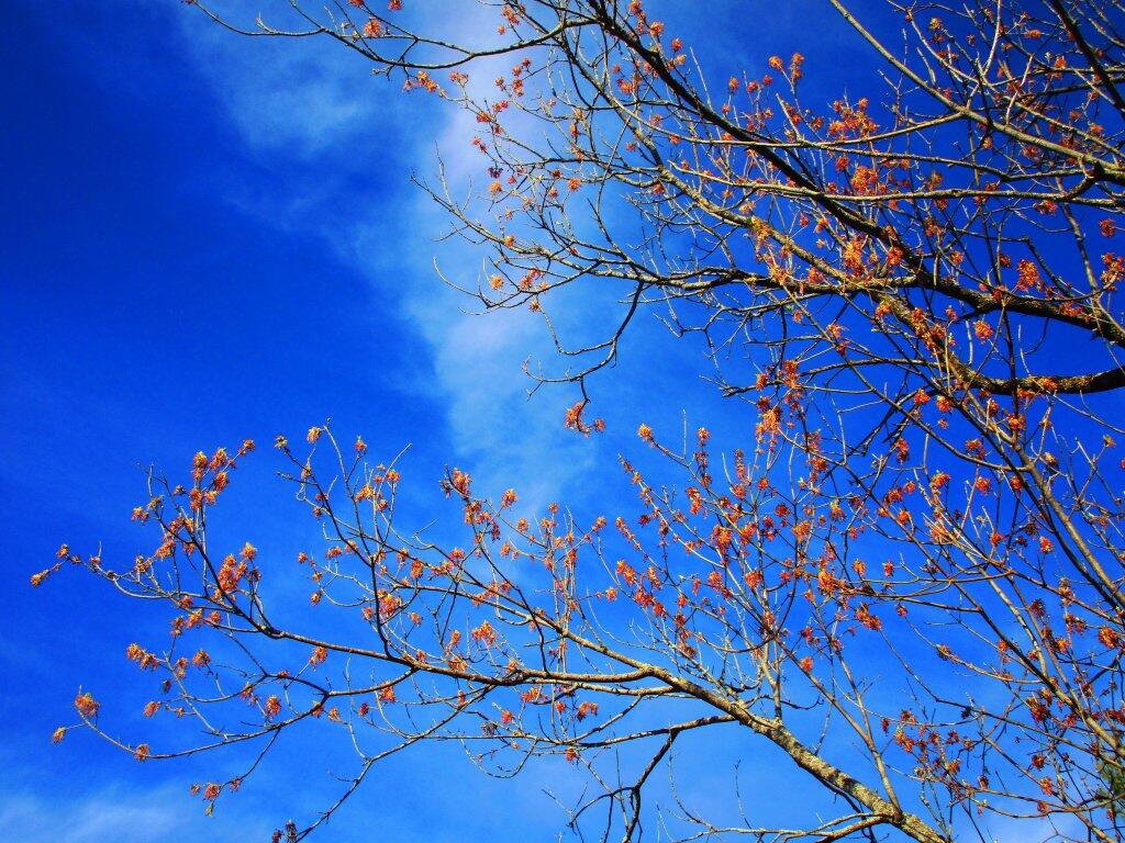 Photo: Buds Photo: Buds