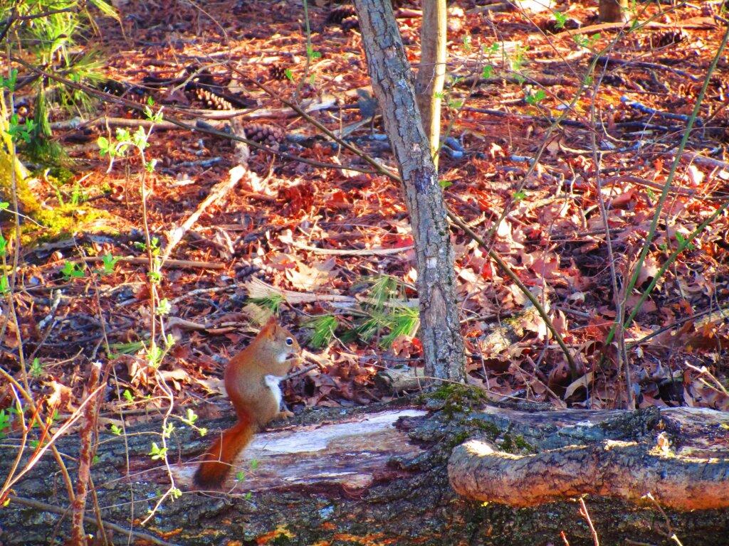 Photo: Chipmunk