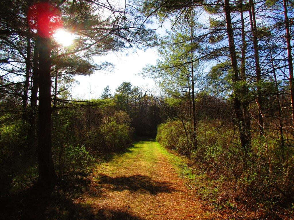 Photo: Spring Afternoon