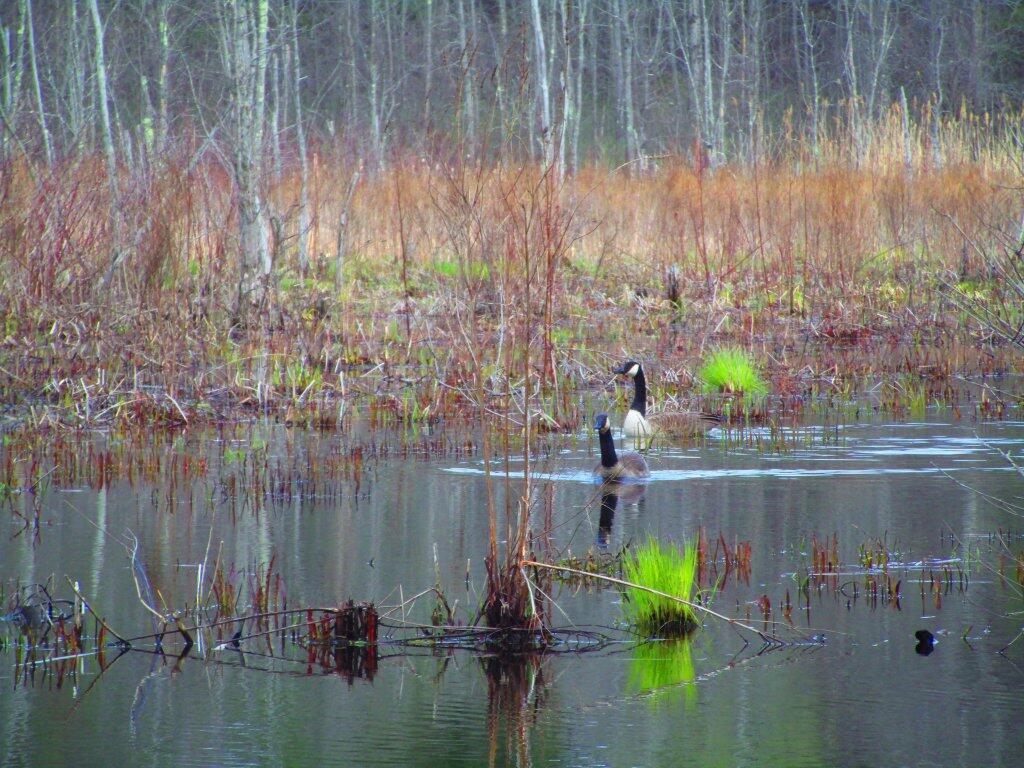 Photo: Geese Photo: Geese