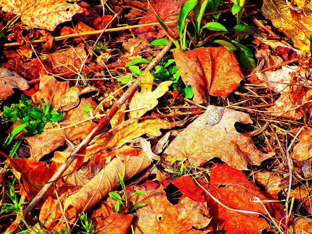 Photo: Moth Photo: Moth