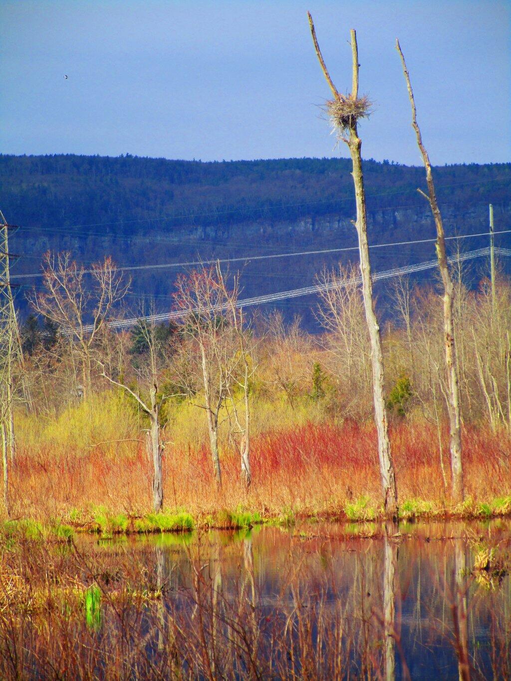 Photo: Nest
