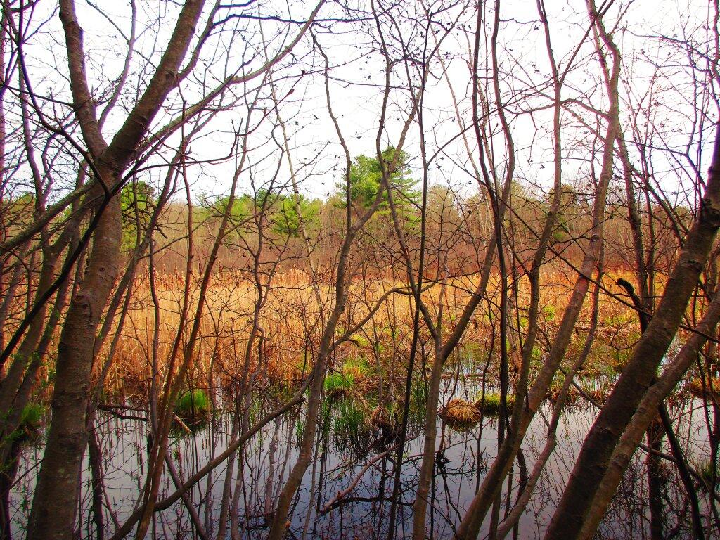 Photo: Reaching The Marsh