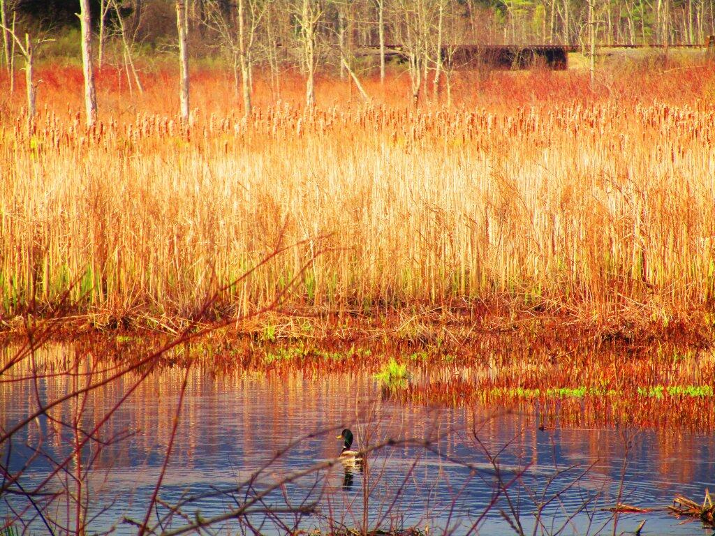 Photo: Wood Duck Photo: Wood Duck