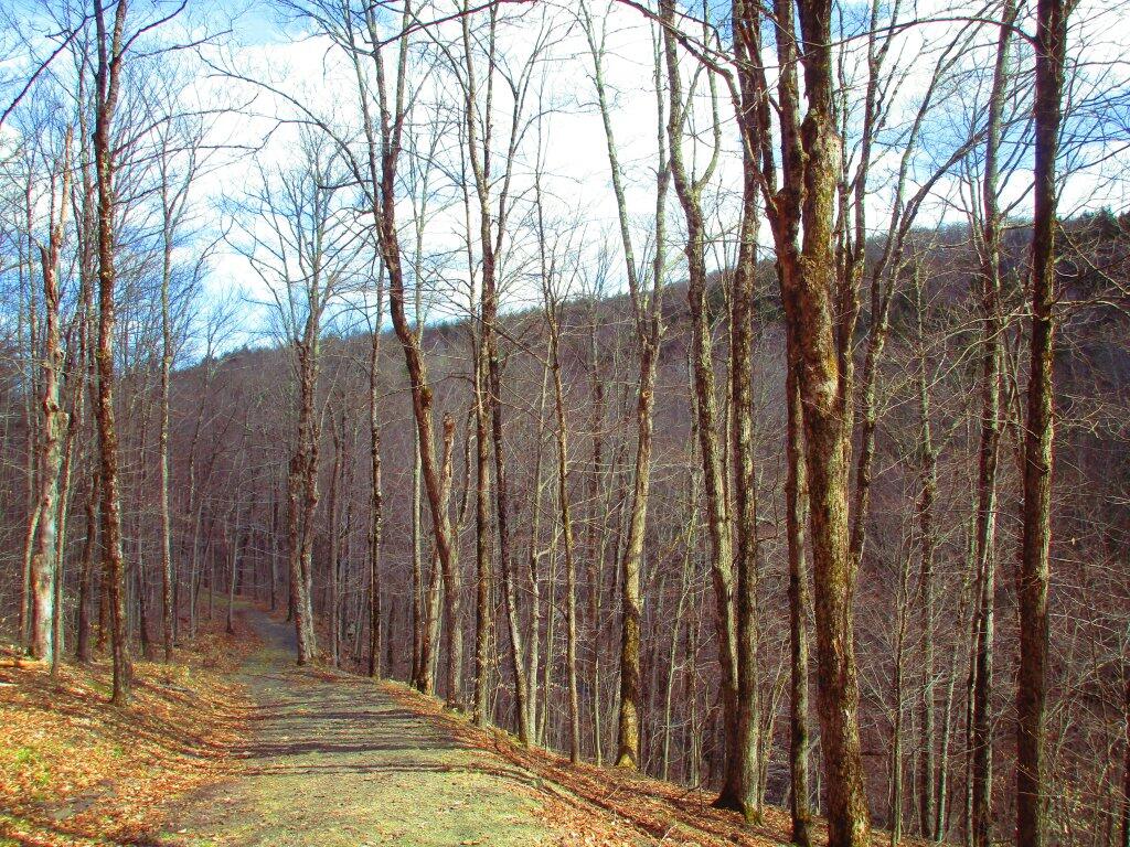 Photo: Looking Back Down The Hill Photo: Looking Back Down The Hill