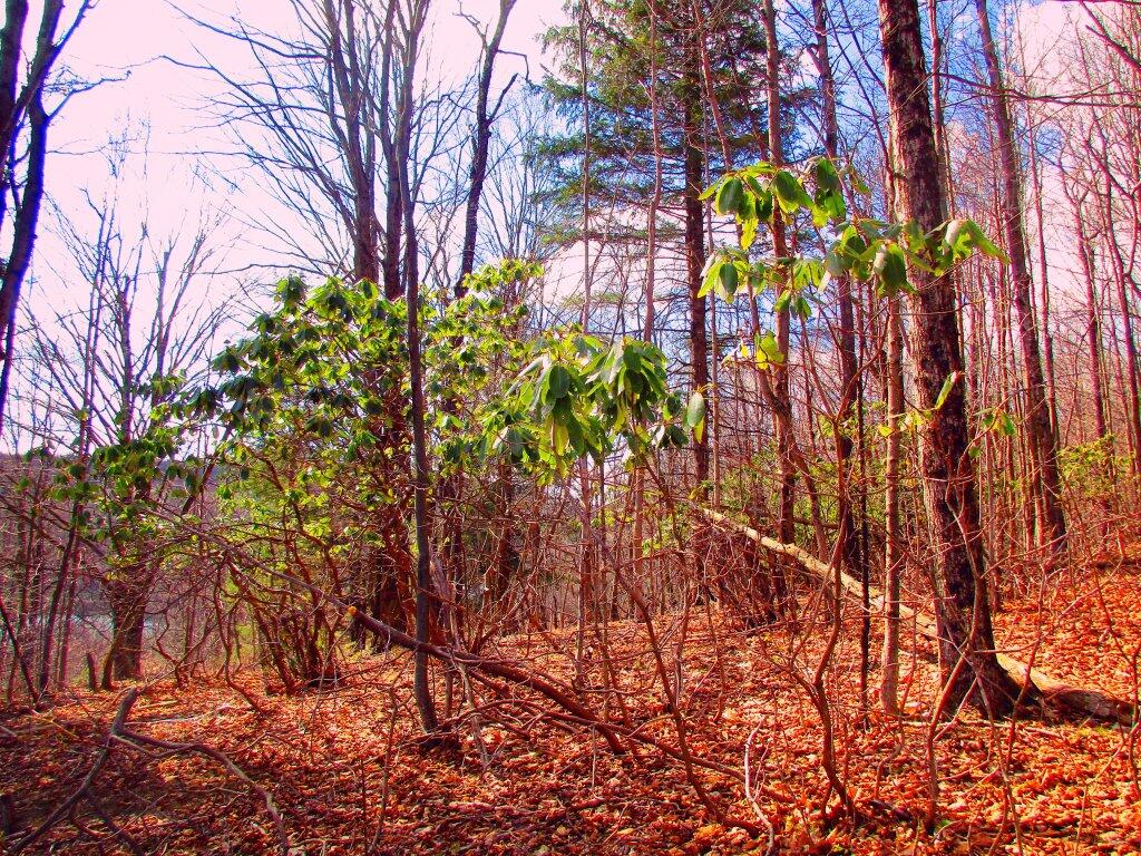 Photo: Mountain Laurel Photo: Mountain Laurel