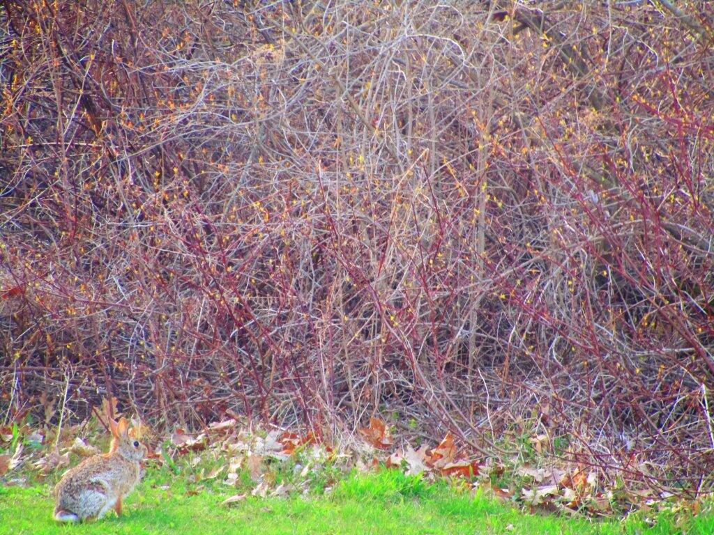 Photo: Rabbit