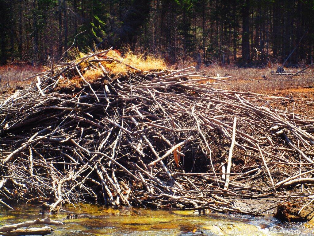 Photo: Beaver Lodge