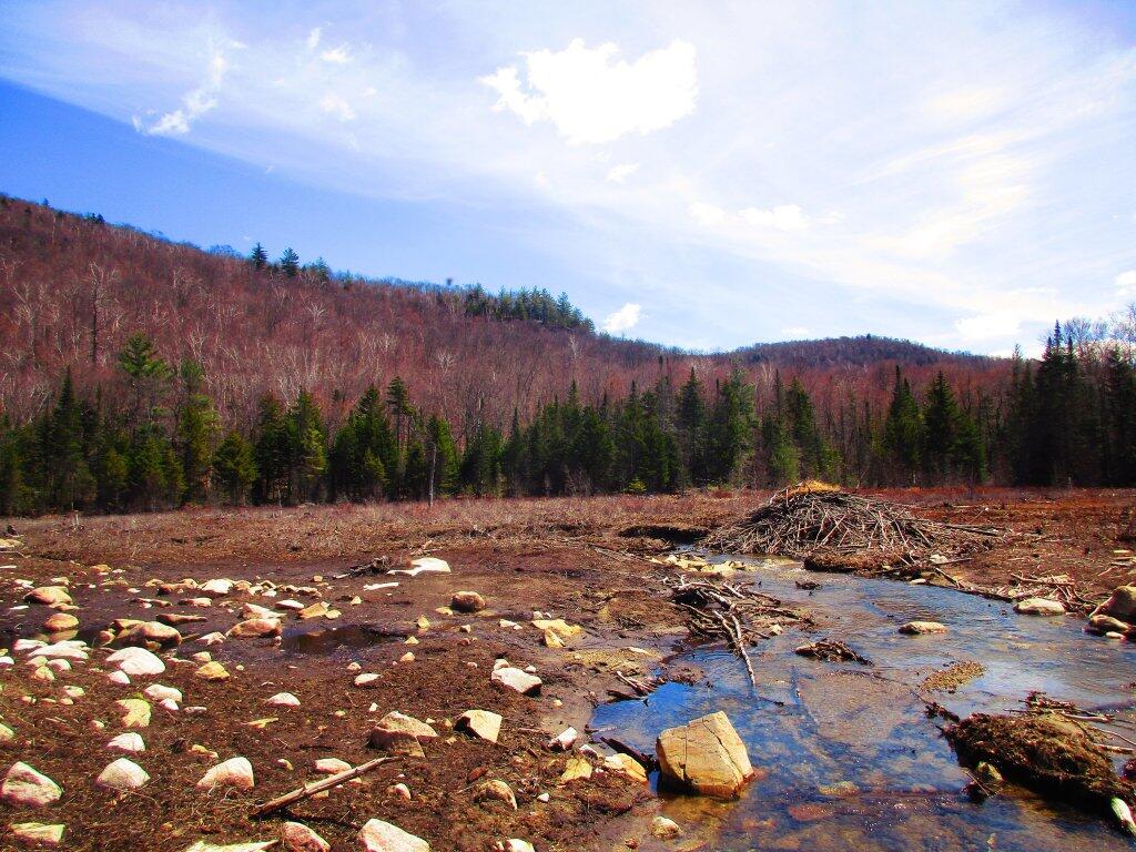 Photo: Former Swamp Below Eagle Pond