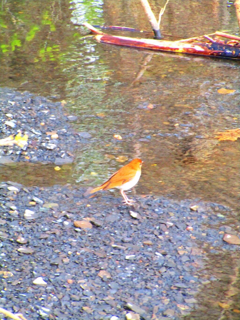 Photo: Bird