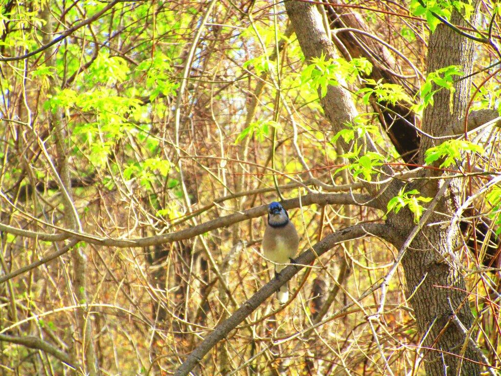 Photo: Blue Jay Photo: Blue Jay