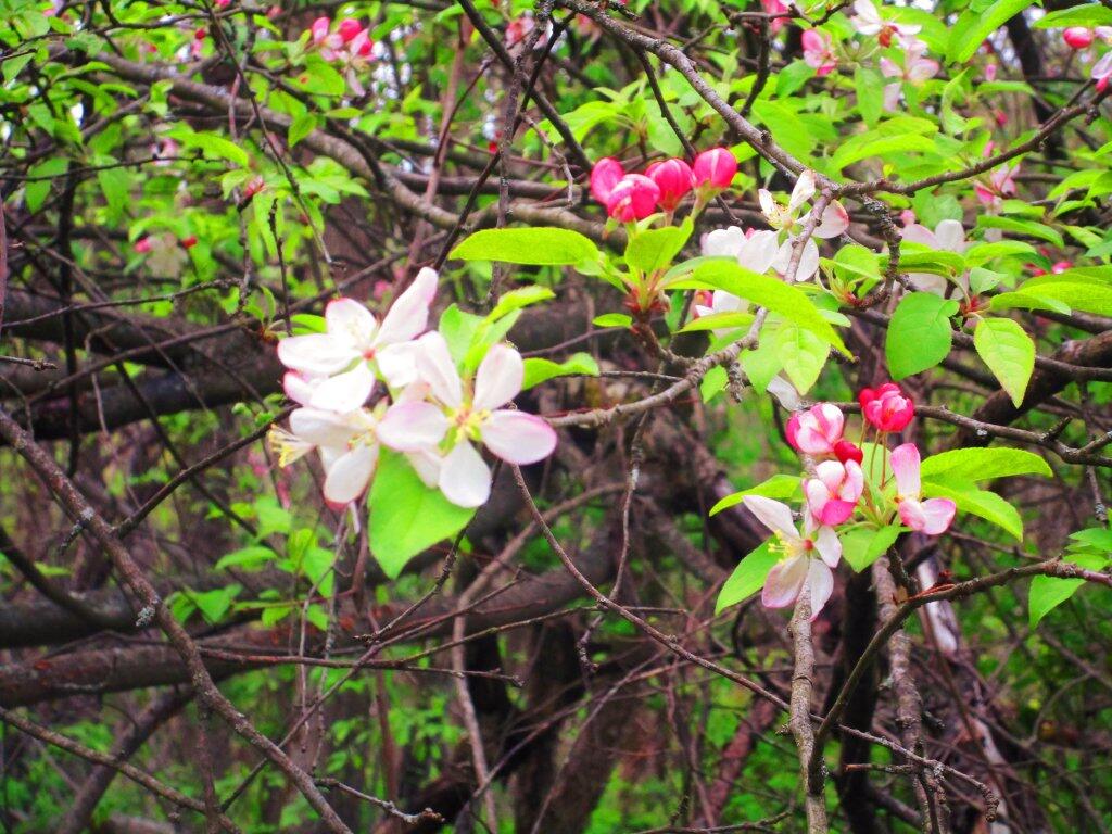 Photo: Dogwood