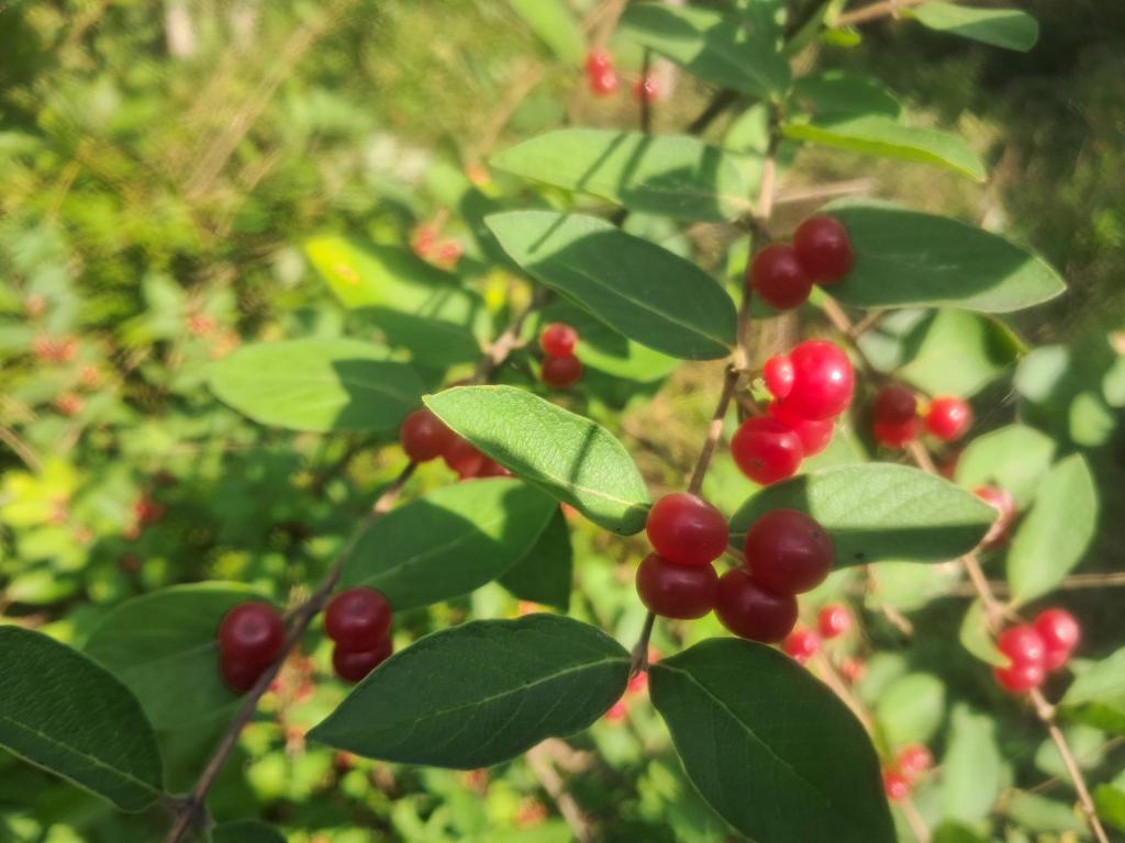 Photo: Choke cherry 🍒