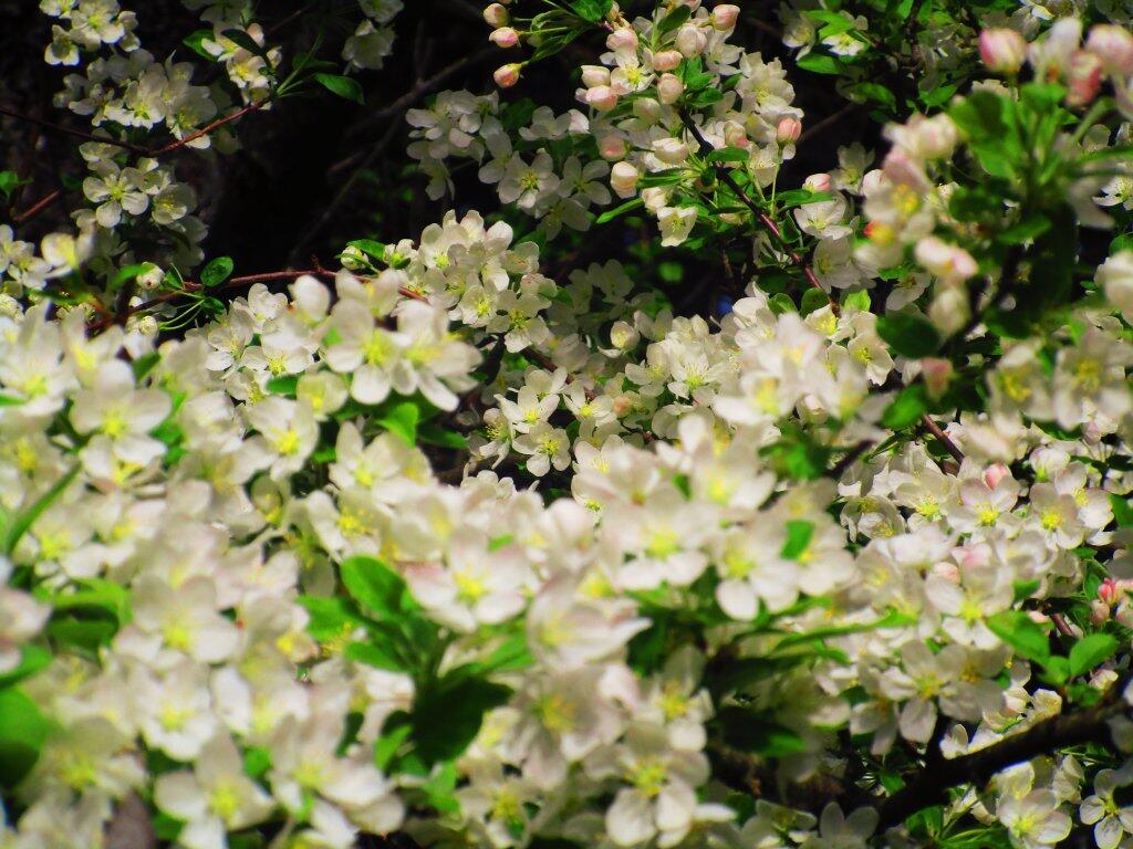 Photo: Apple Blossoms