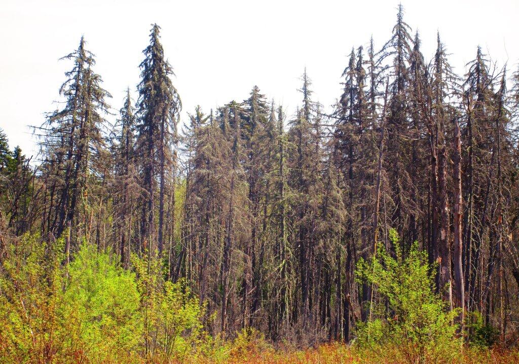 Photo: Sickly Spruce Stand