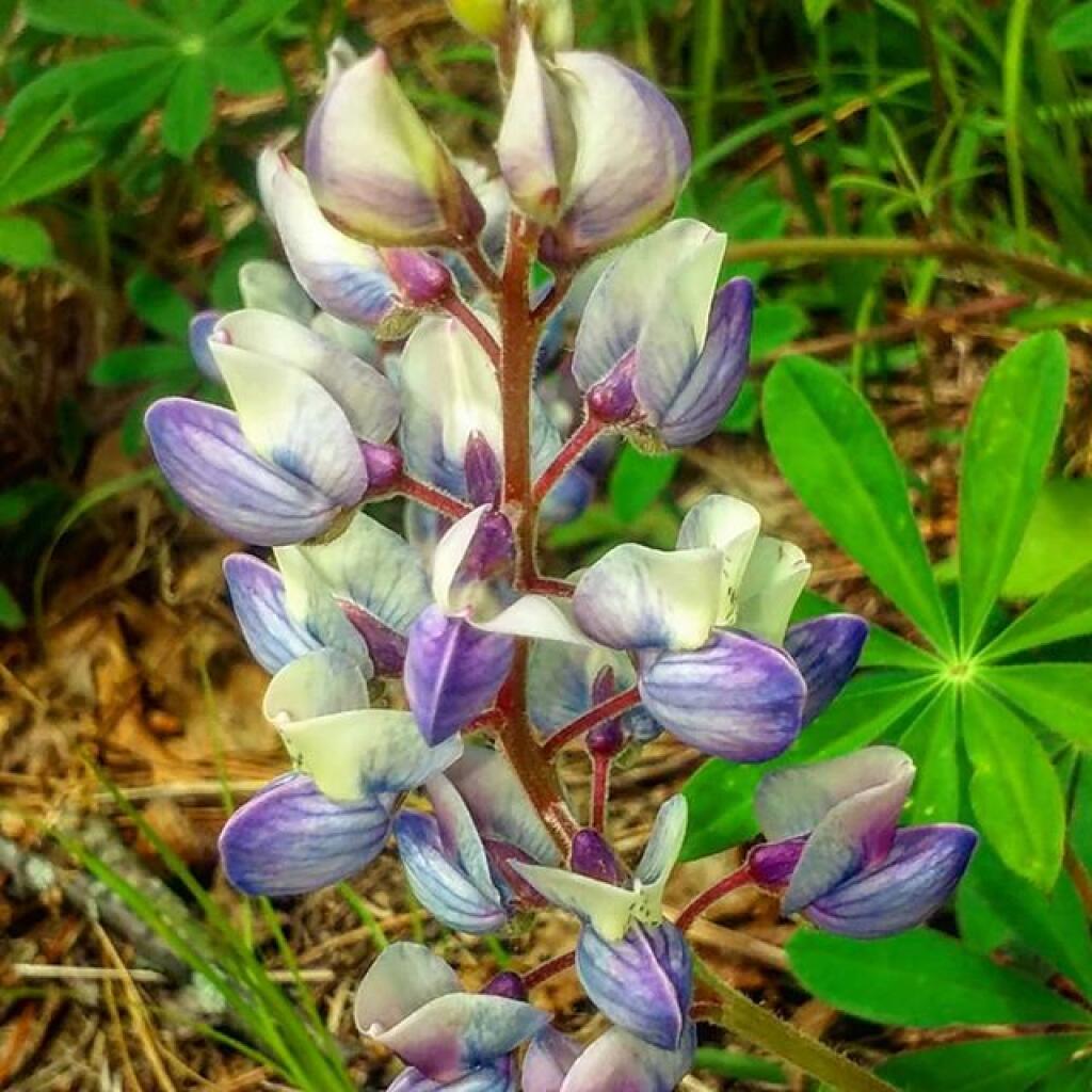 Photo: Lupine