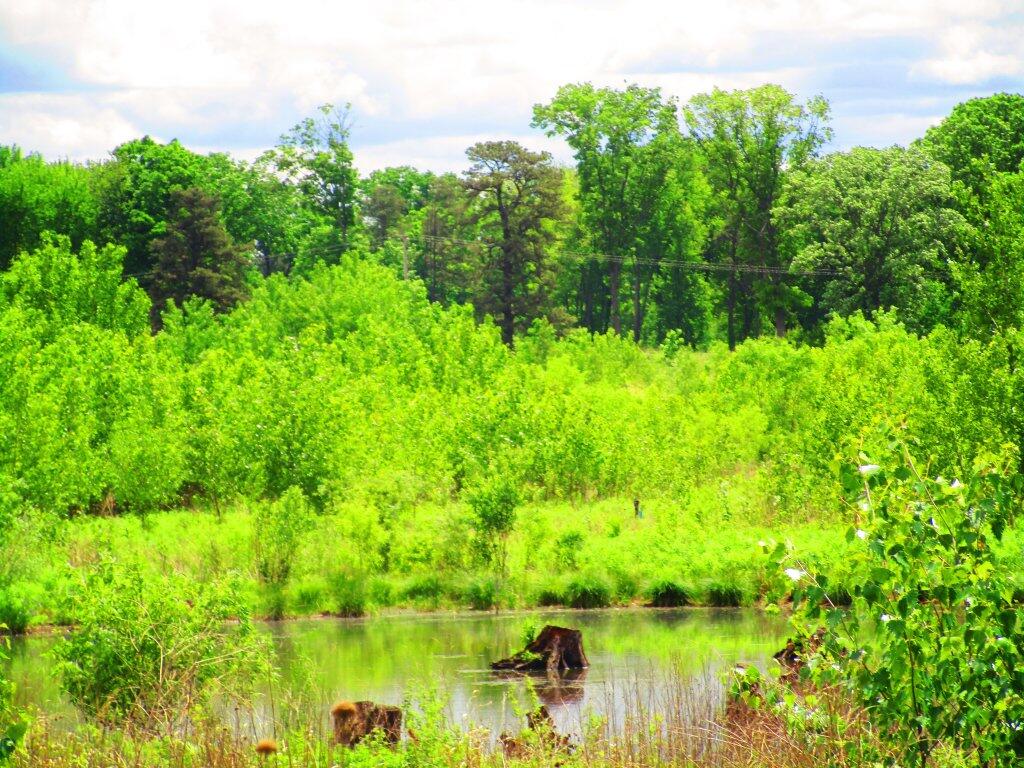 Photo: Pond Photo: Pond