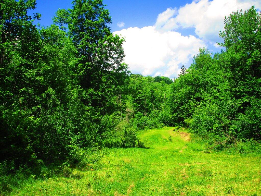 Photo: Walking Along An Old Logging Road