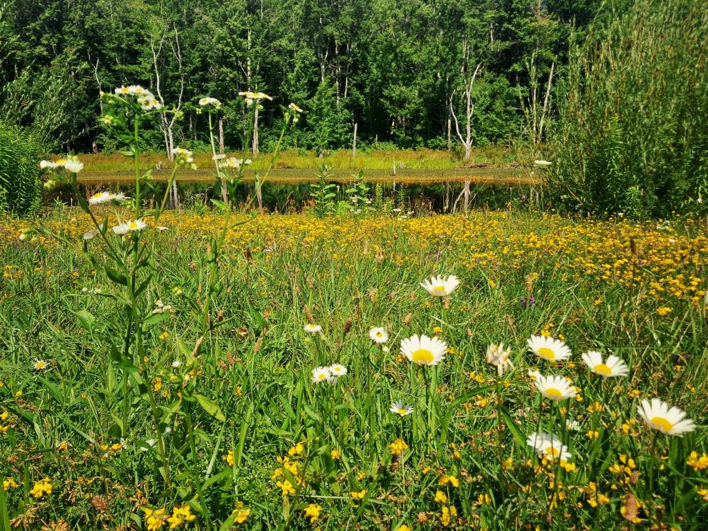 Photo: Along Looking Glass Pond [Expires August 10 2026]