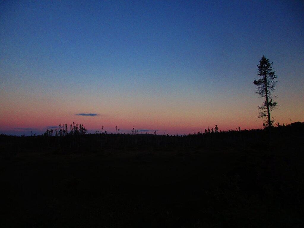 Photo: Looking Out Along The Bog