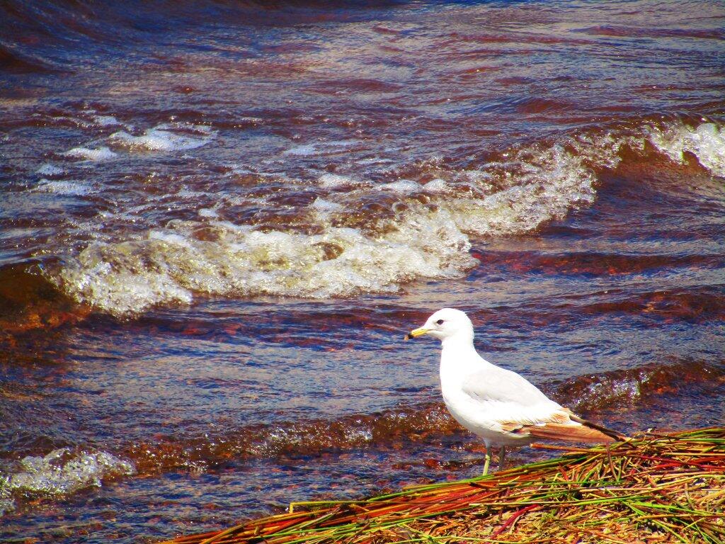 Photo: Seagull Photo: Seagull