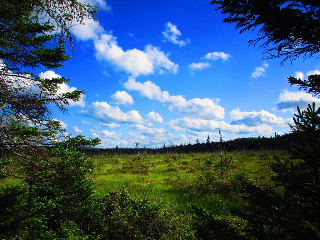 Photo: Backwater Marsh