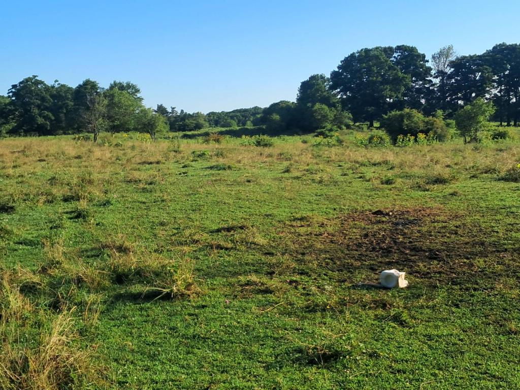 Photo: Morning at the pasture [Expires August 14 2026]
