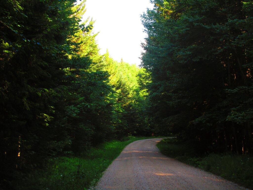Photo: Forest Road 71 Photo: Forest Road 71