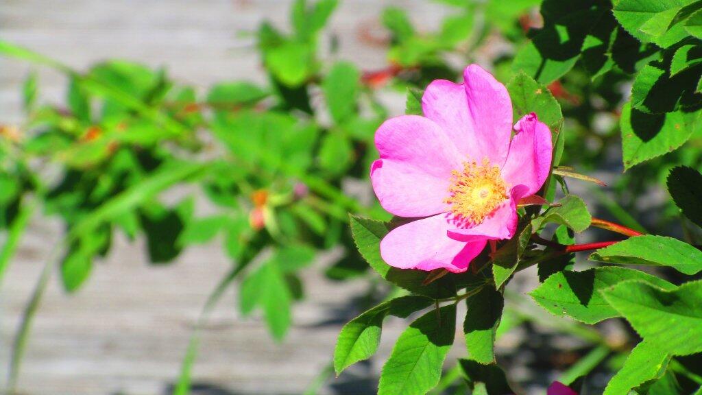 Photo: Beach Rose Photo: Beach Rose
