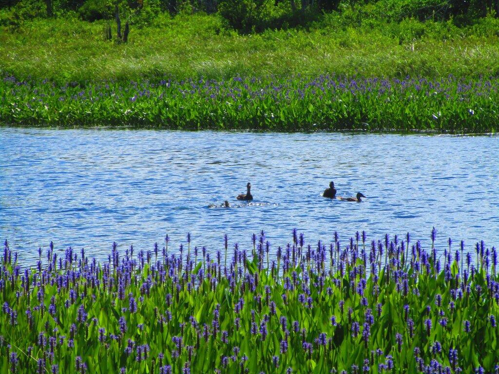 Photo: Ducks Photo: Ducks