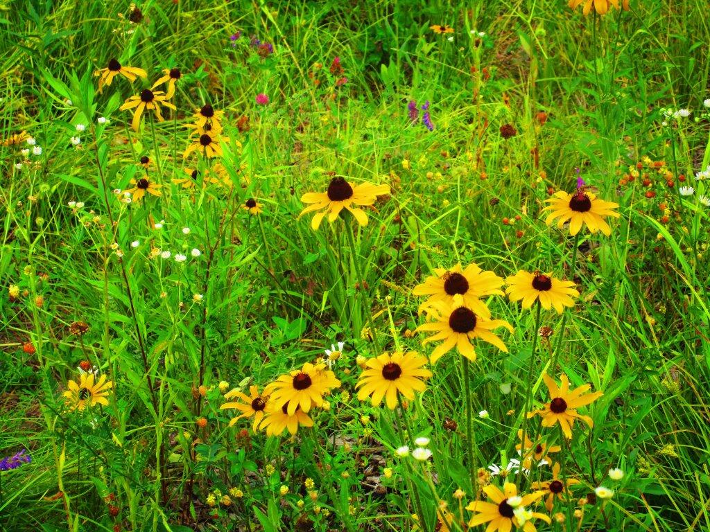 Photo: Wildflowers