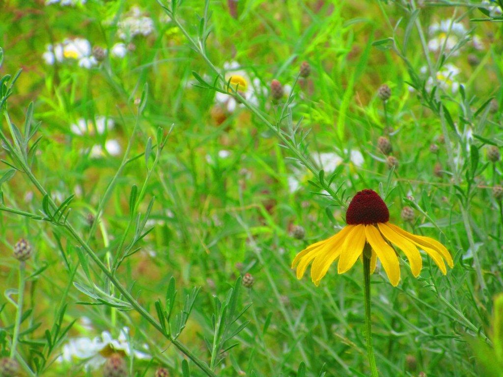 Photo: Black Eye Susan