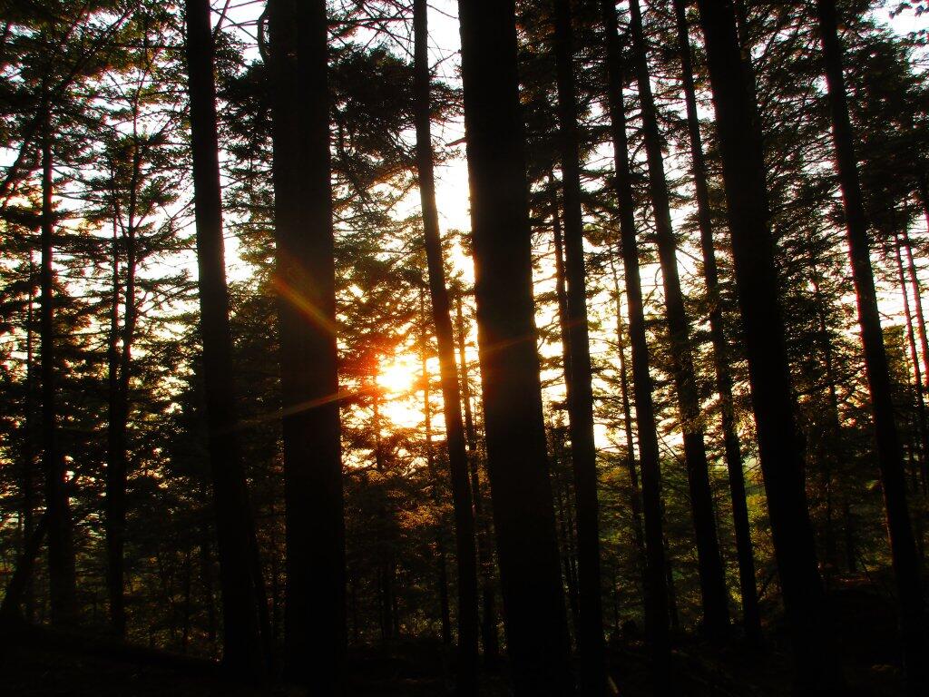 Photo: Forest