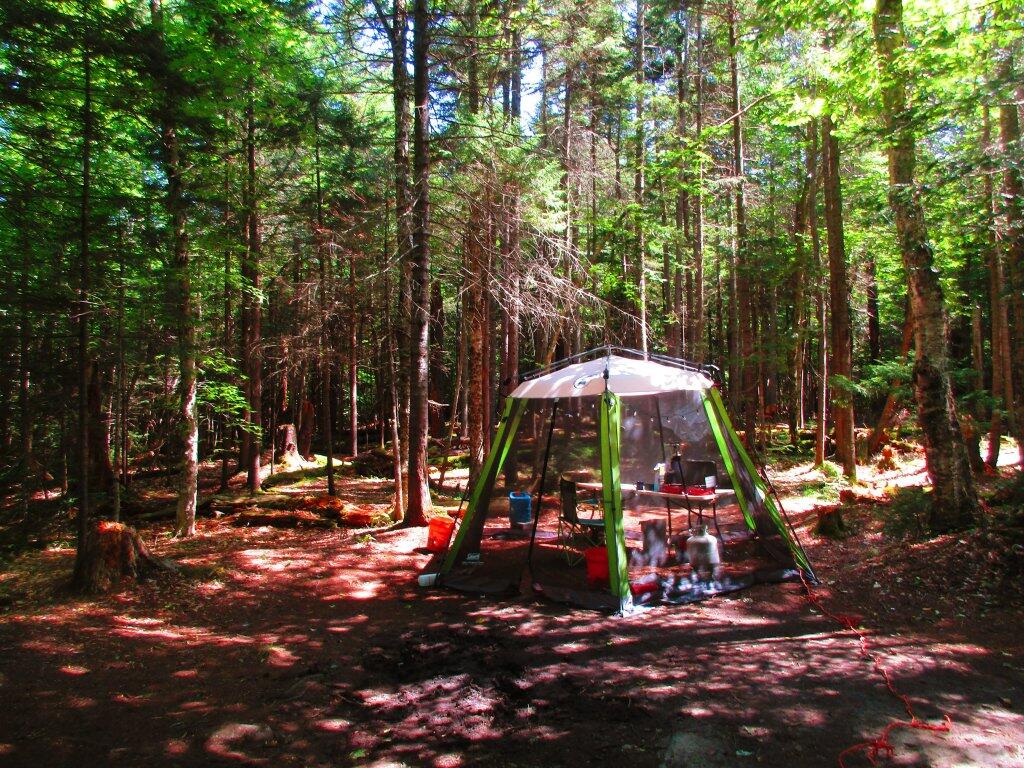 Photo: Campsite Grew On Me Photo: Campsite Grew On Me