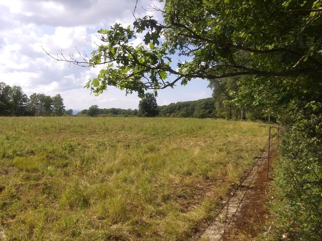 Photo: Cows sure like walking the fence line