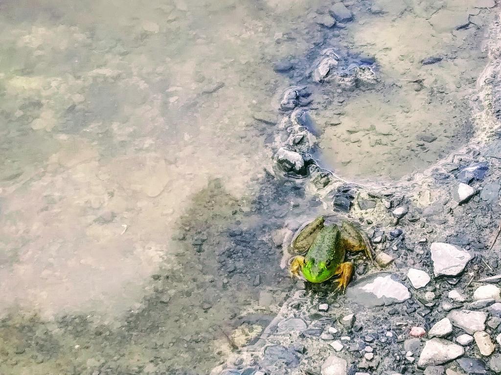 Photo: Frog 🐸