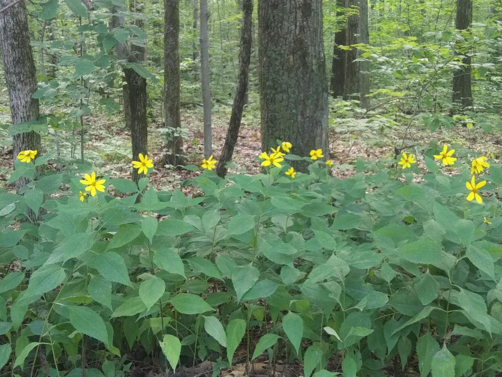 Photo: Roadside Wildflowers Photo: Roadside Wildflowers