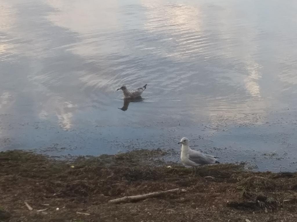 Photo: Geese