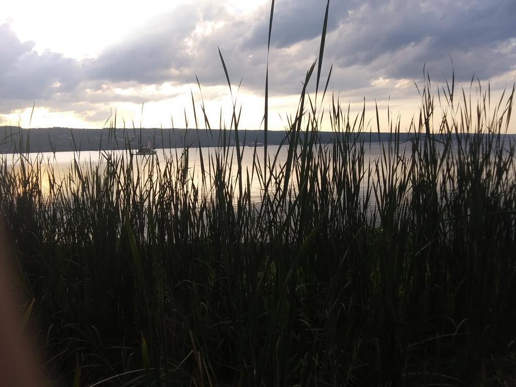 Photo: Cattails Photo: Cattails