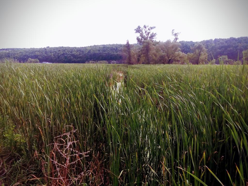 Photo: The old name is Bad Indian Swamp, now called Catherine Creek Marsh Photo: The old name is Bad Indian Swamp, now called Catherine Creek Marsh