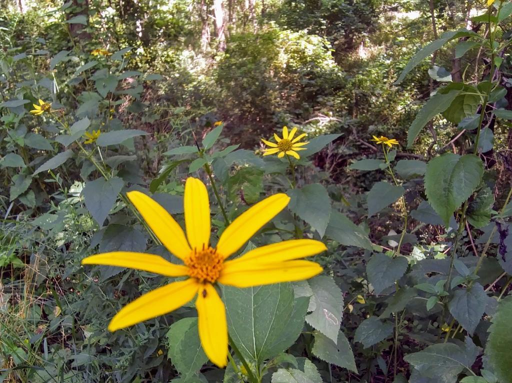 Photo: Yellow Astor