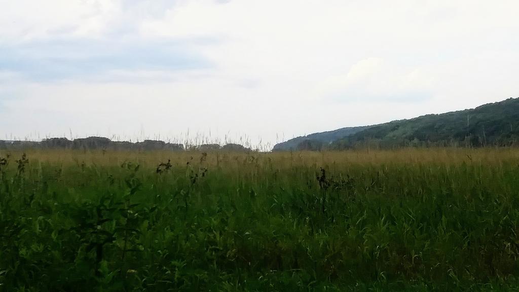 Photo: Marshland at the end of Seneca Lake Photo: Marshland at the end of Seneca Lake