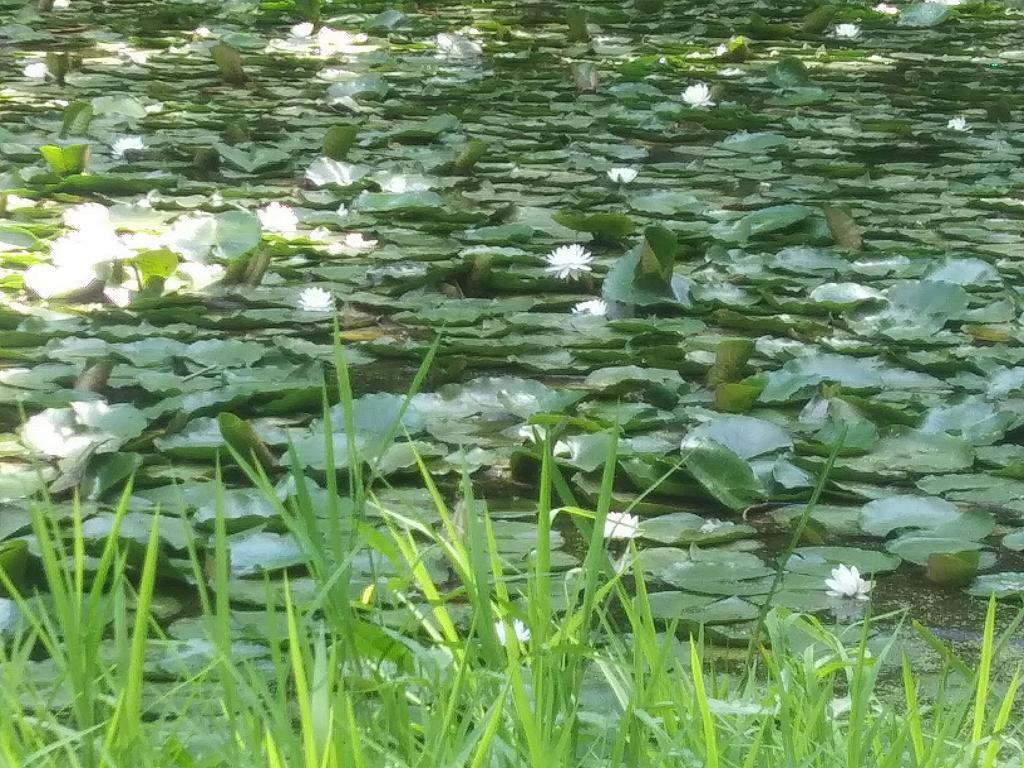 Photo: Lily Pond
