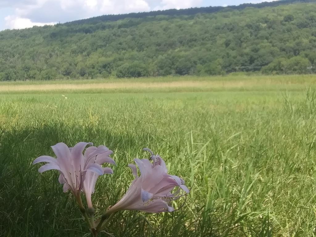 Photo: Lily Photo: Lily