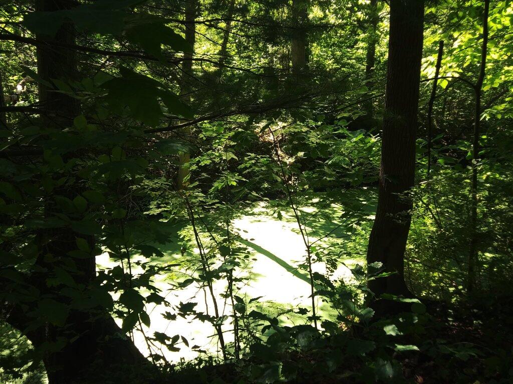 Photo: Part Of The Old  Crooked Lake Canal