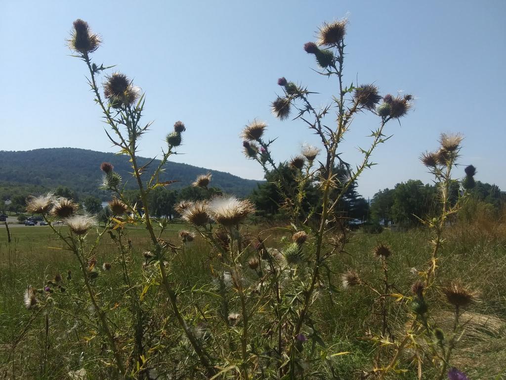 Photo: Gone to seed