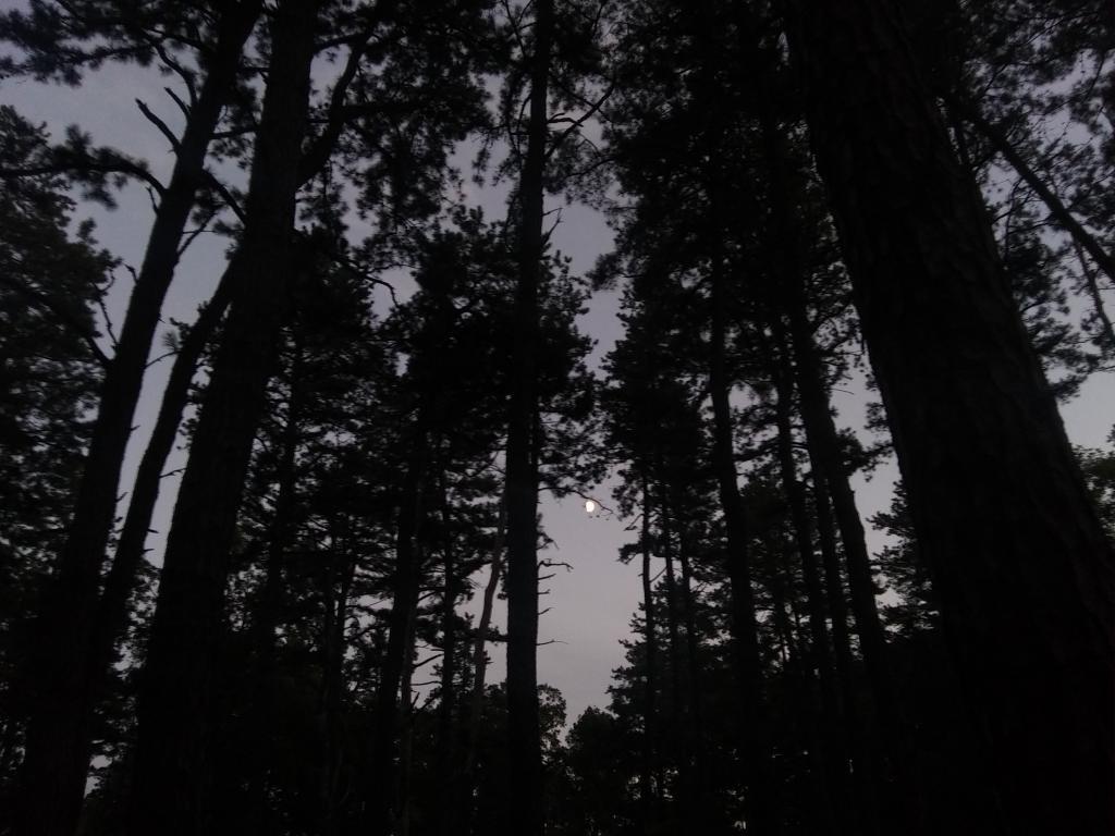 Photo: Moonlit hike in the Albany Pine Bush Preserve