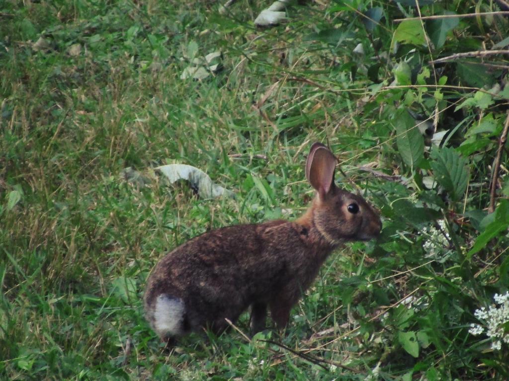 Photo: Rabbit Photo: Rabbit