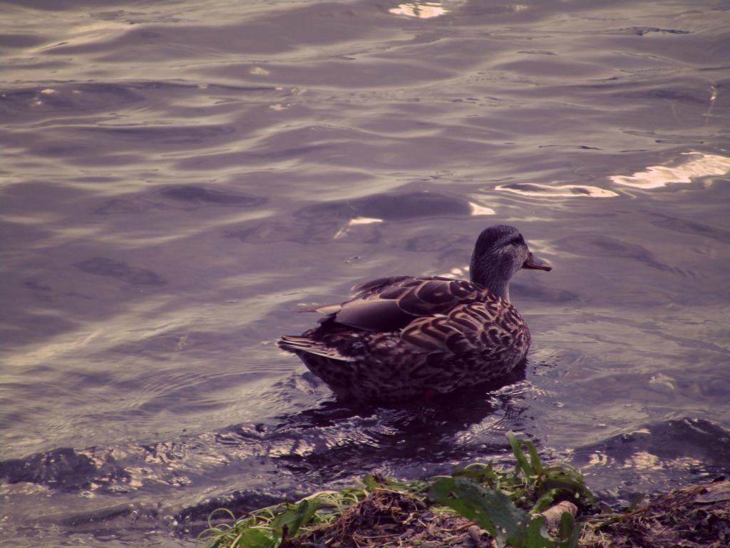 Photo: Duck