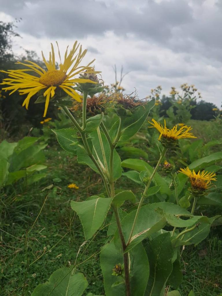 Photo: Elecampane [Expires August 16 2026]